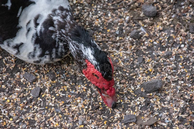 Un Canard Mangeant Une Puce Image Stock Image Du Femelle Manger Un Canard Mangeant Une Puce Image Stock Image Du Femelle Manger
