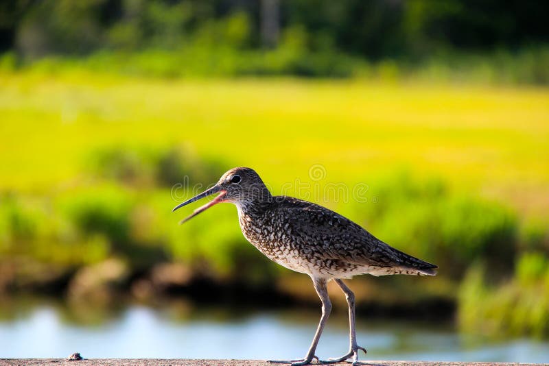Coup de feu d'oiseau Dans la distance, le marais photographie stock libre de droits Coup de feu d'oiseau Dans la distance, le marais photographie stock libre de droits