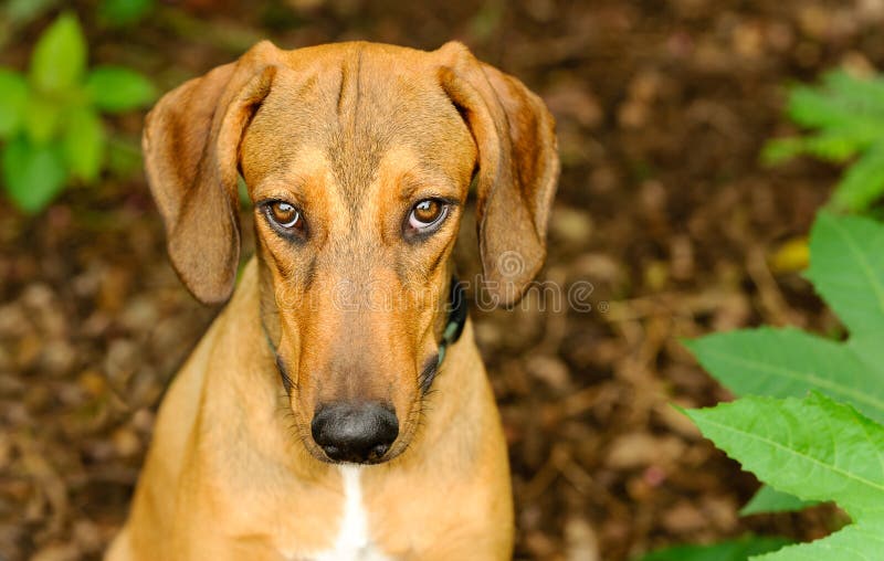 Coupable timide de chien image stock Coupable timide de chien image stock