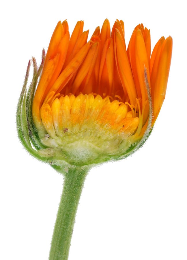 Coupe intérieure des bourgeons d'été d'un petit écoulement de calendula de marguerite orange image libre de droits Coupe intérieure des bourgeons d'été d'un petit écoulement de calendula de marguerite orange image libre de droits