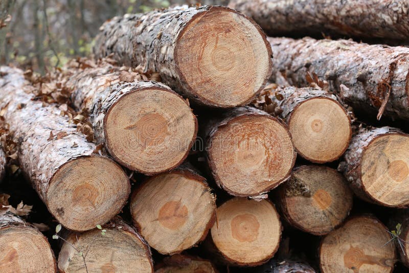 Coupez fraîchement la forêt d'identifiez-vous de pin dehors photographie stock Coupez fraîchement la forêt d'identifiez-vous de pin dehors photographie stock