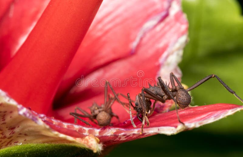 A Couple of Ants Eating a Flower Stock Photo Image of bite, beauty