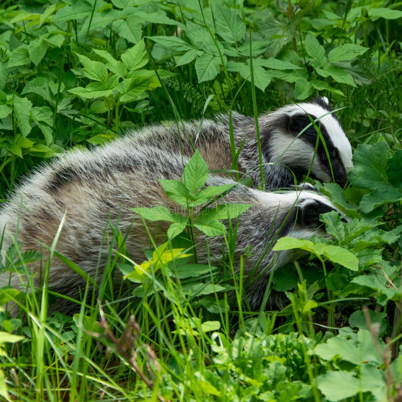 Couple of badger in the fresh green grass. Animal wildlife. Bear badger stock images, royalty-free photos and pictures