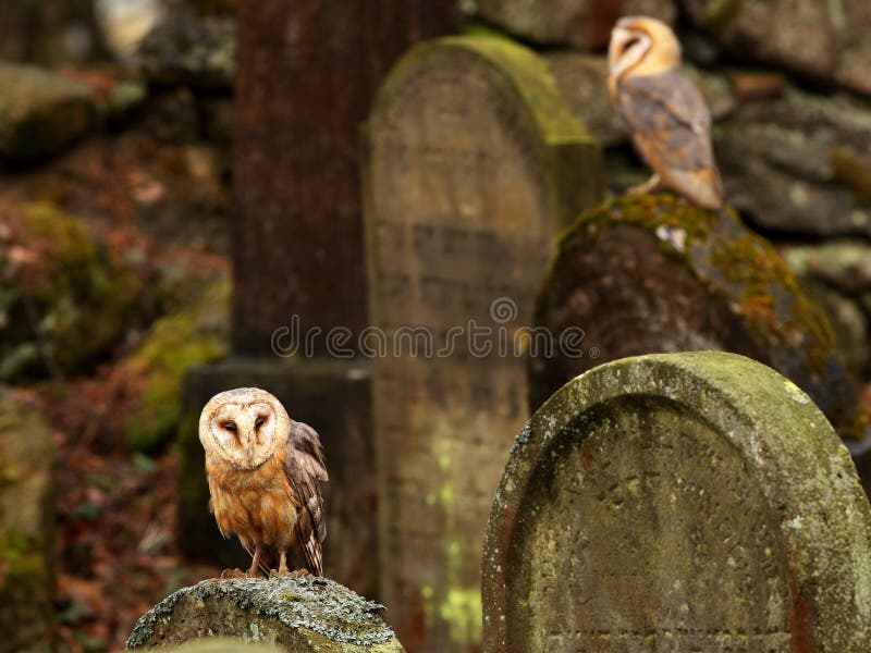 Barn owl