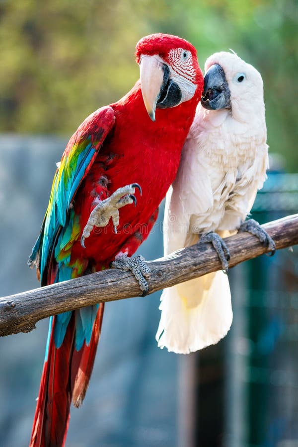Couple of beautiful colorful Carribean macaw parrots sitting on a bar displaying love and devotion royalty free stock photos Couple of beautiful colorful Carribean macaw parrots sitting on a bar displaying love and devotion royalty free stock photos