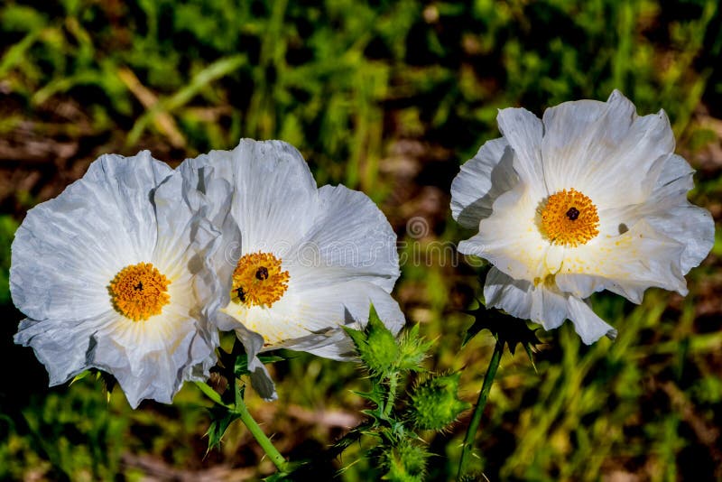A Couple of Beautiful White Prickly Poppy (Argemone albiflora) Wildflowers stock photo A Couple of Beautiful White Prickly Poppy (Argemone albiflora) Wildflowers stock photo