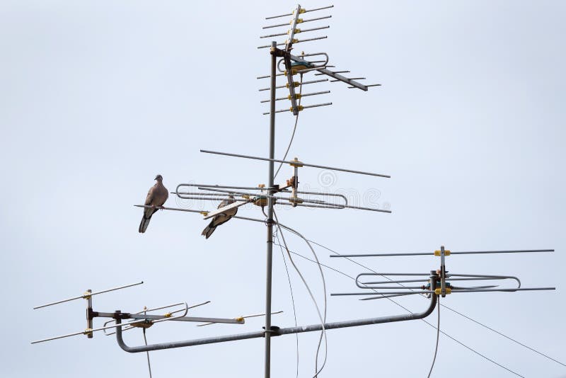 Birds On Broadcasting Antenna Stock Photo Image of transmitter, perch