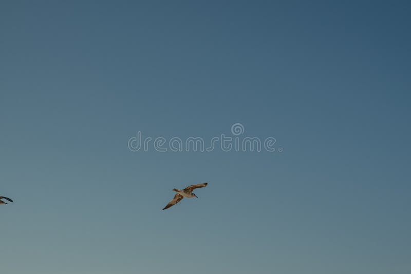 A Couple of Birds Flying in the Sky Over the Ocean Stock Image - Image