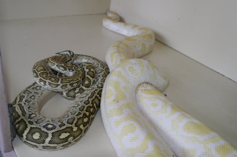 A Couple of Boa Constrictors Stock Photo Image of poisonous, creeping
