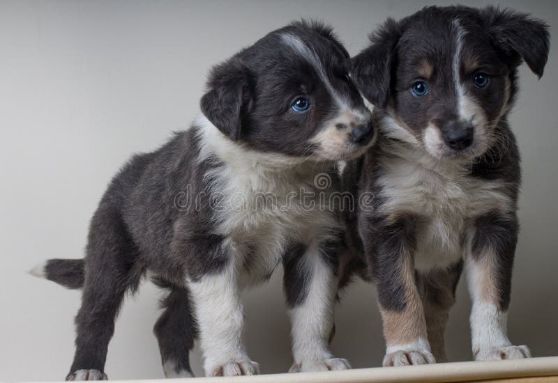 A couple of border collie dogs with blue eyes, adorable sheepdgos brothers together stock photography A couple of border collie dogs with blue eyes, adorable sheepdgos brothers together stock photography