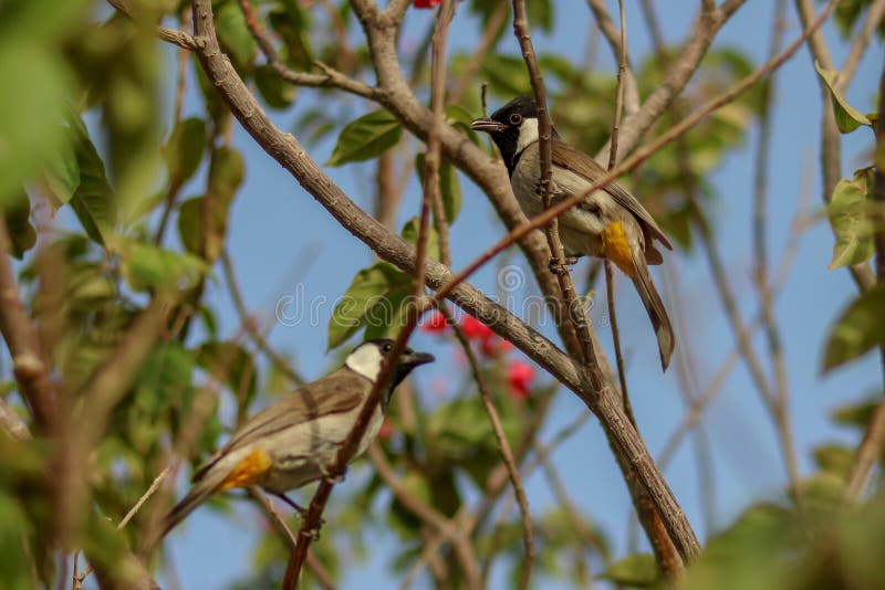 Couple Bulbul bird on the tree