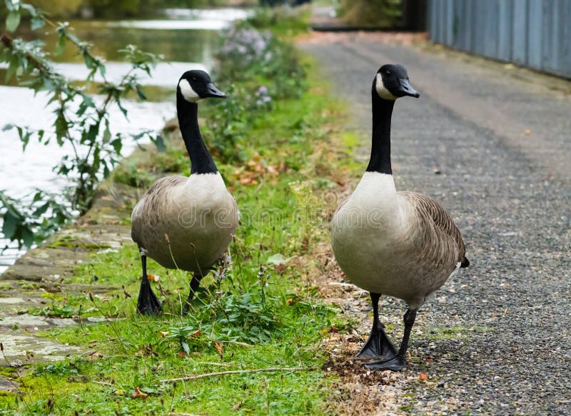 Couple of Canada Geese stock image. Image of balance - 46878749