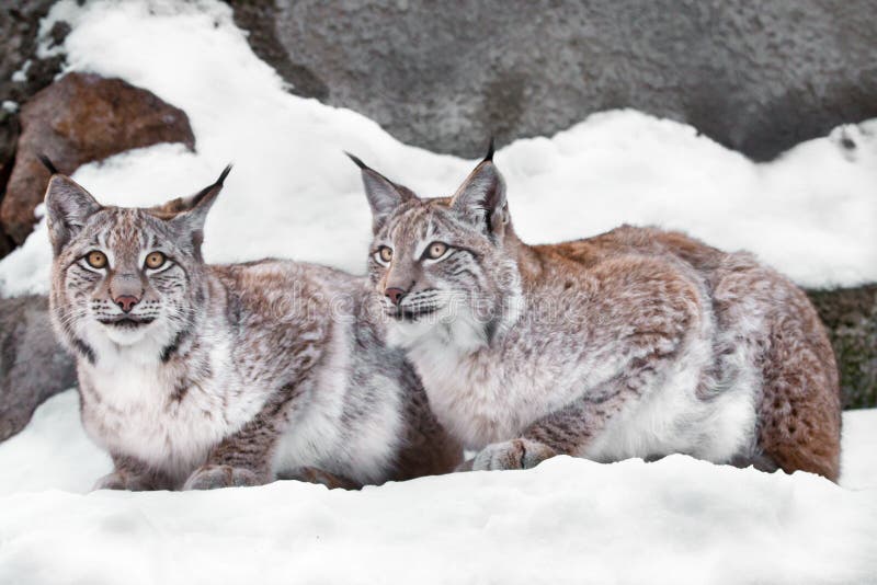 Couple of Cats  Lynxes in the Snow in Winter, Friendly Couple;  Slender and Beautiful Animals are Very Similar To Each Stock Image - Image  of predator, slim: 137581295