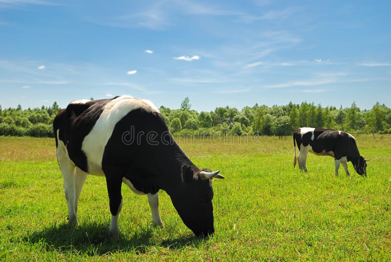 Couple of cows stock photo