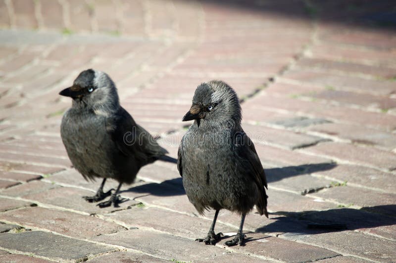 Couple curious begging jackdaws