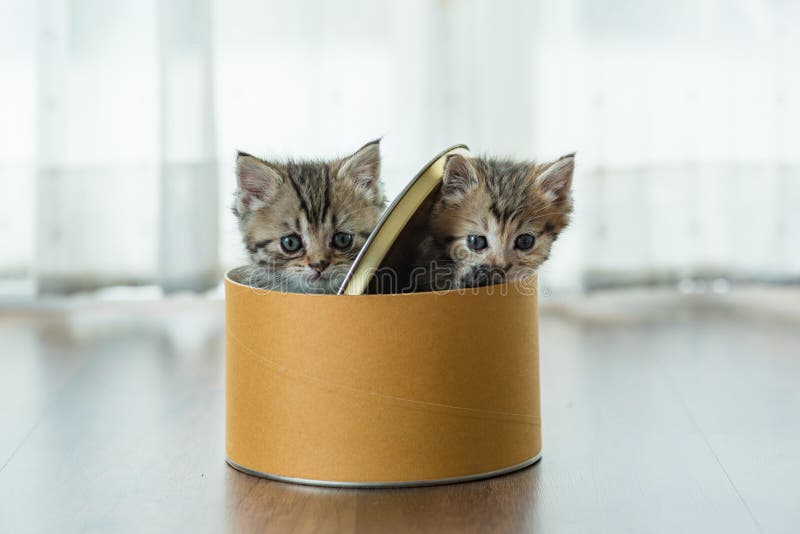 Cute kitten in box stock photo