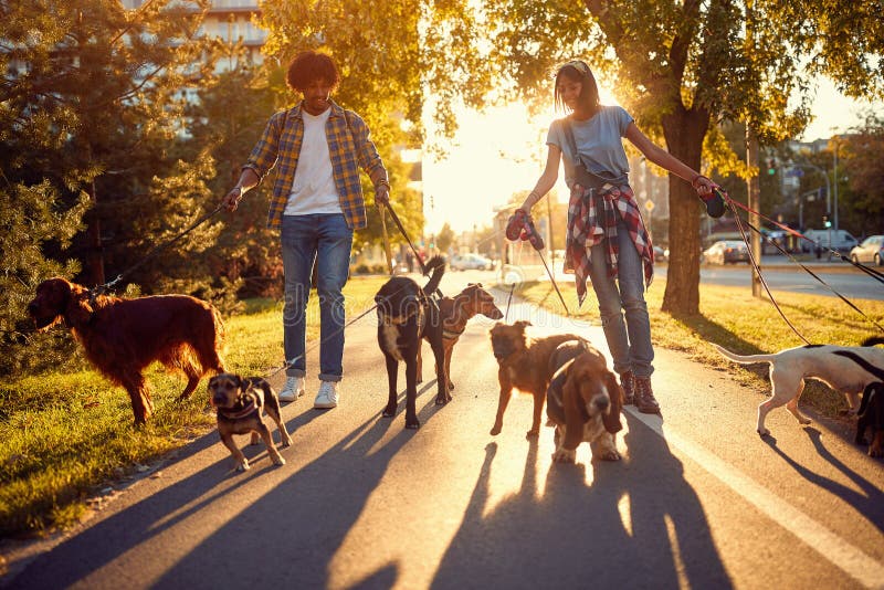Couple Dog walker walks dogs and enjoying outdoors royalty free stock photography Couple Dog walker walks dogs and enjoying outdoors royalty free stock photography