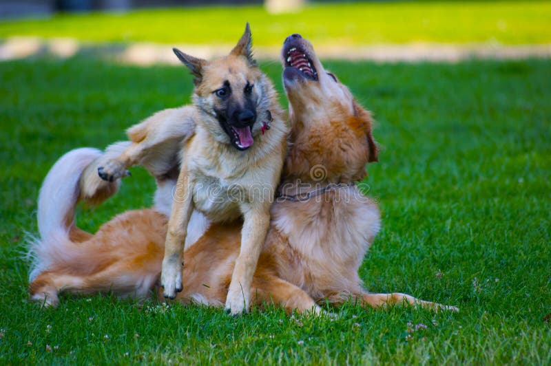 Couple with Dogs stock image. Image of black, adoption - 15811193