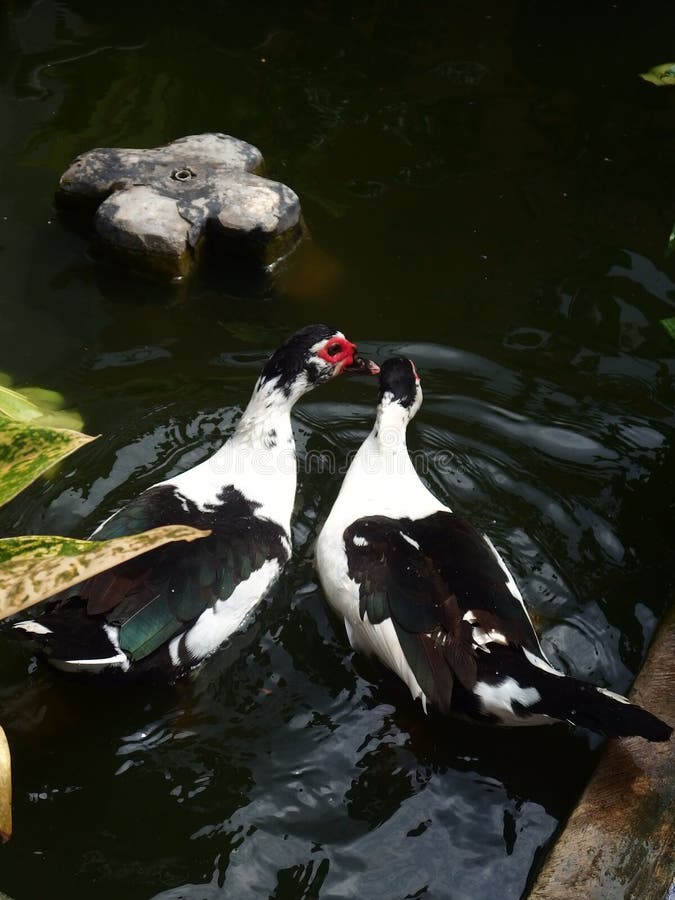 The couple duck in love on the private pool royalty free stock photography