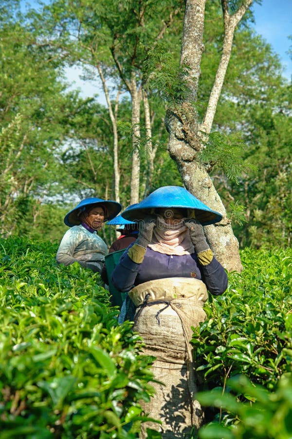Couple female farmers harvesting tea leaves