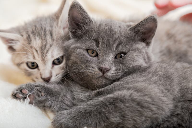 Couple fluffy kitten portrait relaxing on white blanket. Little baby gray and tabby adorable cat in love sleeping at home. Kittens