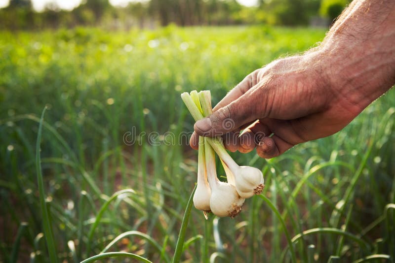 Două usturoi în mâinile fermierului stock photo