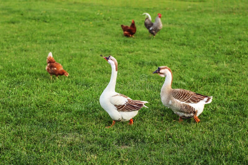 Couple of geese, walking on green farm grass, with hens in background.