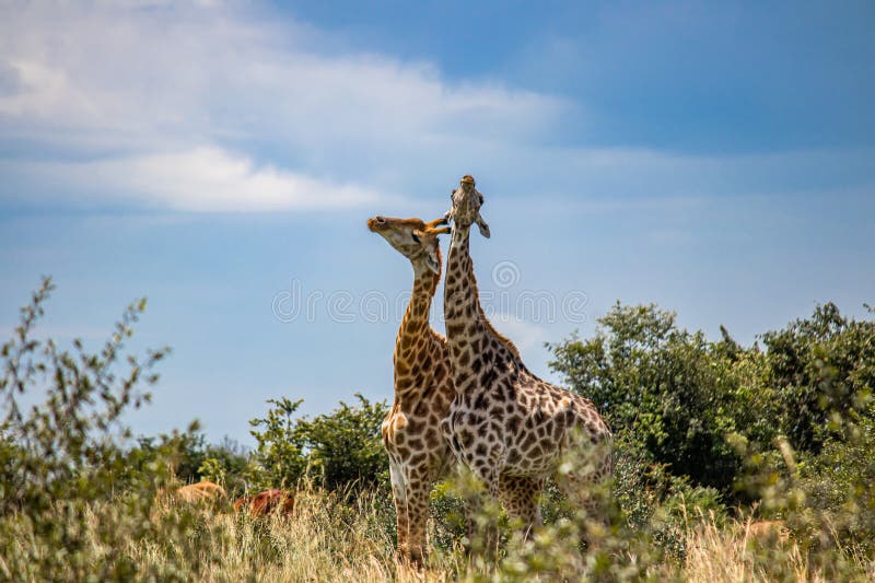 Couple of Giraffes in Animal Mating Game in Savannah, Their Natural