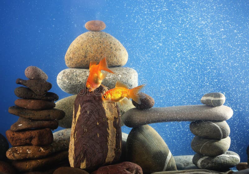 Couple goldfish in aquarium stock photo