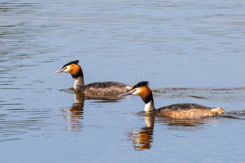 Il più grande svasso maggiore Podiceps cristatus.