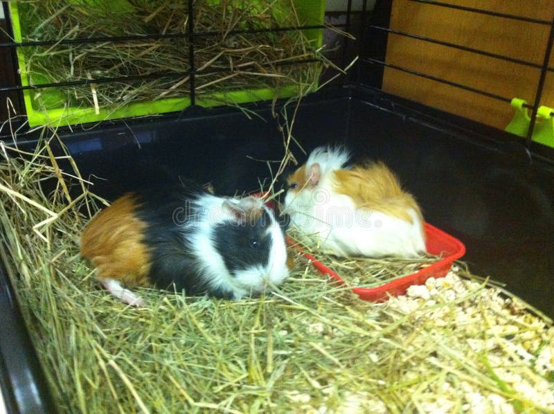 megazorb guinea pigs
