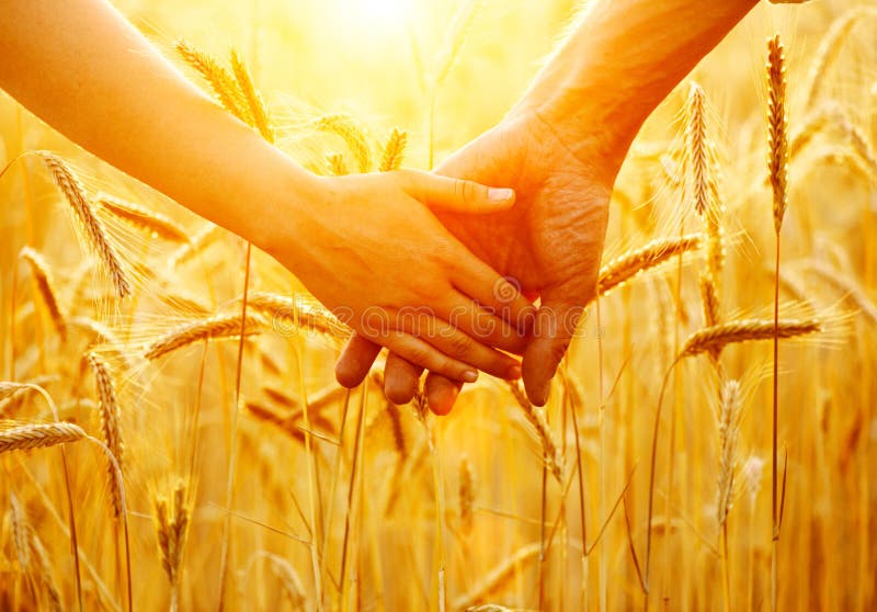 Couple holding hands and walking on golden wheat field royalty free stock photography