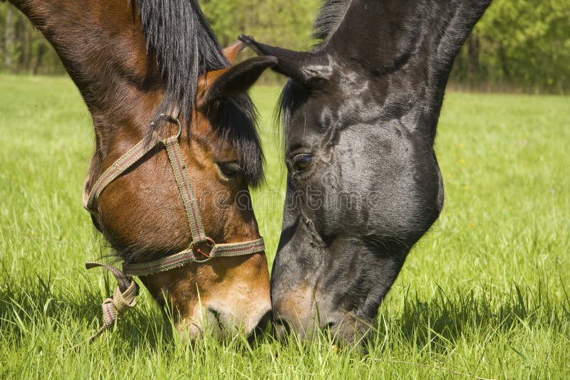 Couple of horses