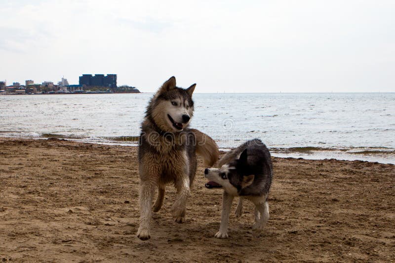 Couple of husky dogs playing on seaside royalty free stock photo Couple of husky dogs playing on seaside royalty free stock photo
