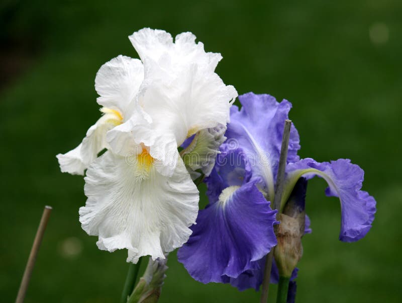 The Couple of Irises