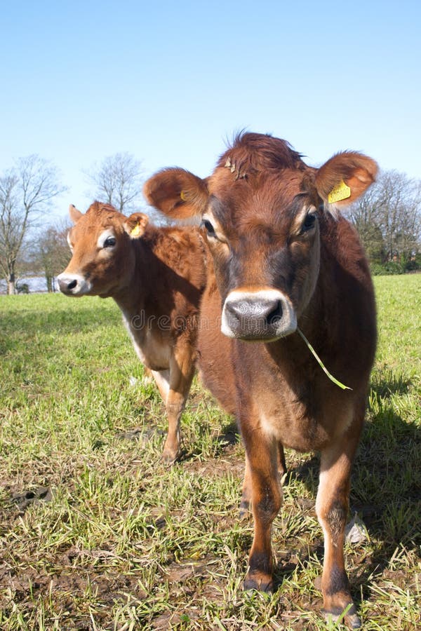 Couple of jersey cows