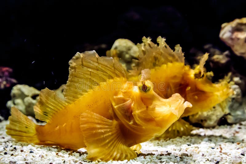 Yellow Leaf fish in Cebu stock image. Image of animal 32366443