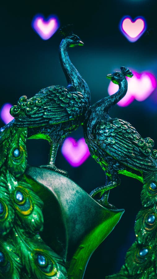 794 Peacock Couple Stock Photos Free & RoyaltyFree Stock Photos from