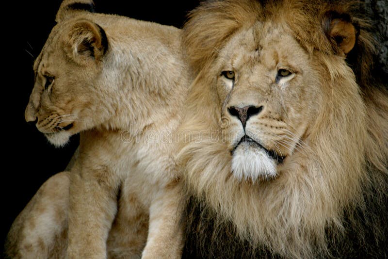 A couple of lions