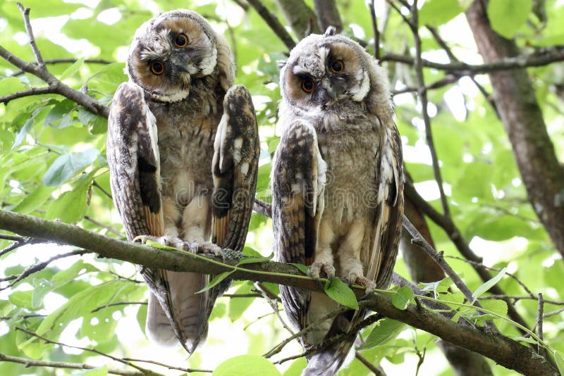 Couple of long eared owls tilting their heads