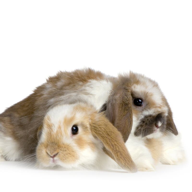 2,199 Couple White Rabbit Stock Photos - Free & Royalty-Free Stock Photos from Dreamstime 2,199 Couple White Rabbit Stock Photos - Free & Royalty-Free Stock Photos from Dreamstime