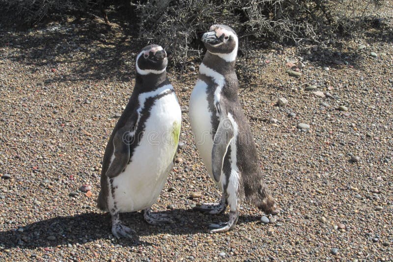 Couple of magellanic penguins
