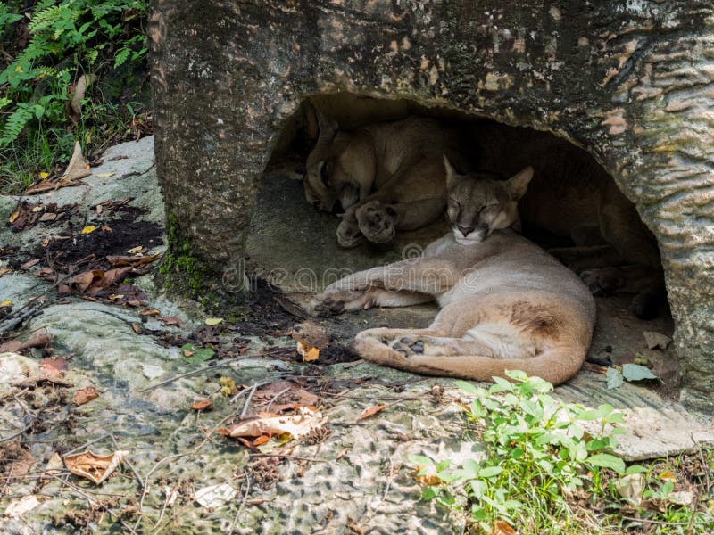 Couple of mountain lions (puma) sleeping royalty free stock photography