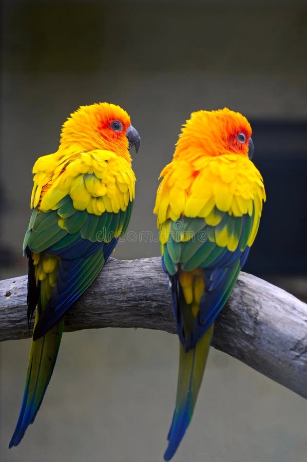 A couple of parrots
