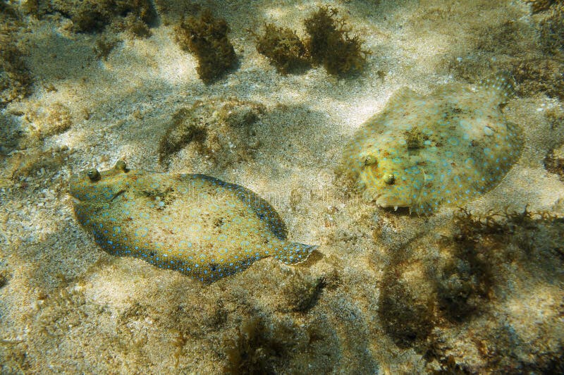 Couple of Peacock Flounder Fish on the Seabed Stock Image Image of