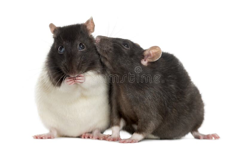 702 Love Rats Stock Photos - Free & Royalty-Free Stock Photos from