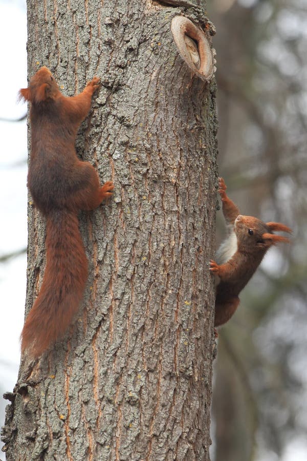 Couple of red squirrels stock image. Image of couple 37782545