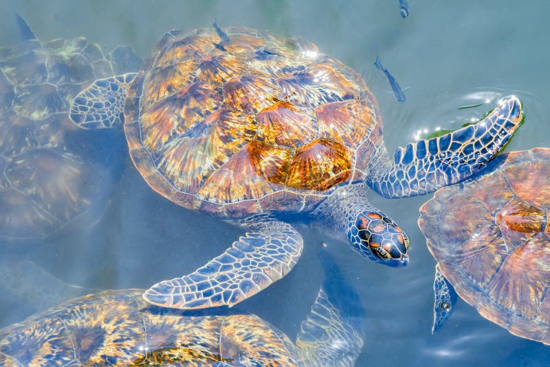 Couple of Sea Turtles Swim in the Water. Zanzibar, Tanzania Stock Image