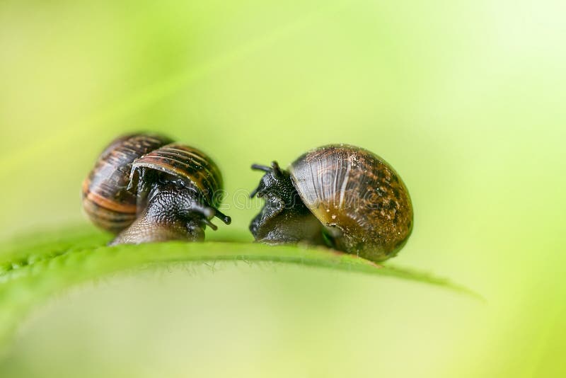 Snail Couple Kiss Stock Photos Free & RoyaltyFree Stock Photos from