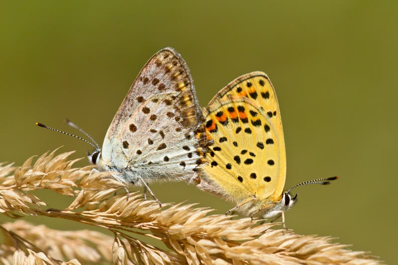 Couple of Sooty copper Mating